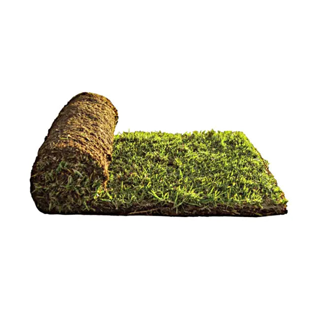 Eureka Kikuyu Turf