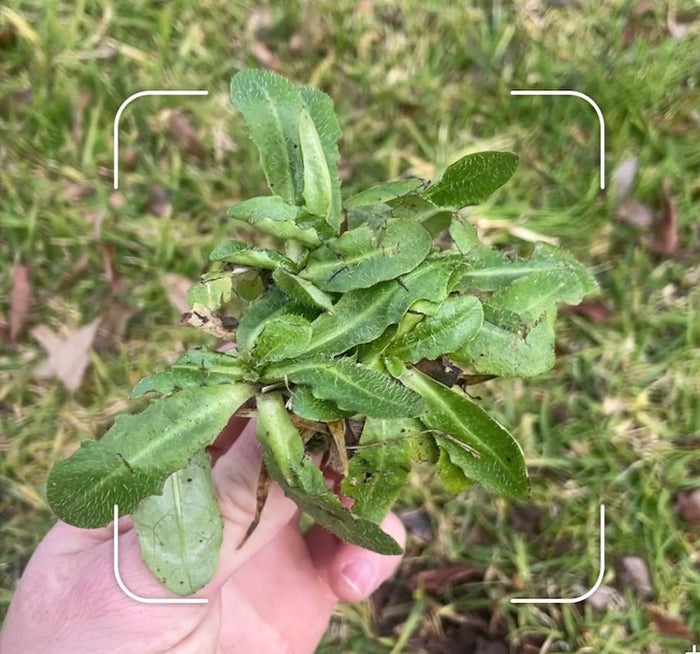 Best Ways To Get Rid Of Weeds In Your Lawn