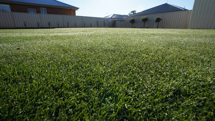 ryegrass lawn