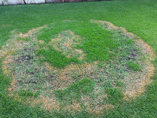 Brown patch disease