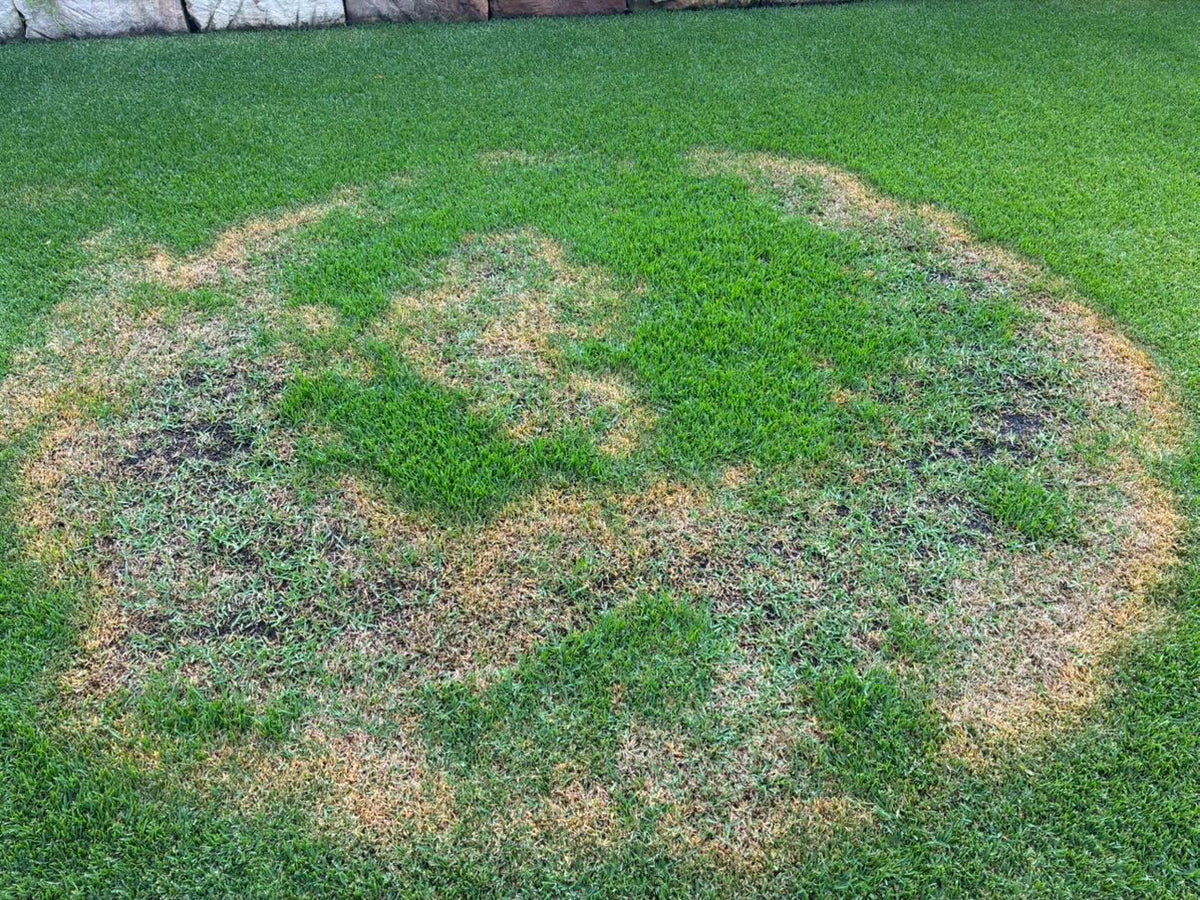 Healthy Lawn Full Website (Copy, 234 selected)