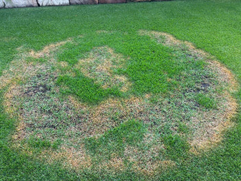 Brown patch disease