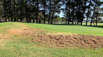 Black beetle grub damage