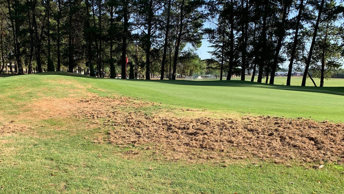 Black beetle grub damage