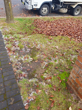 Moss and disease in lawn