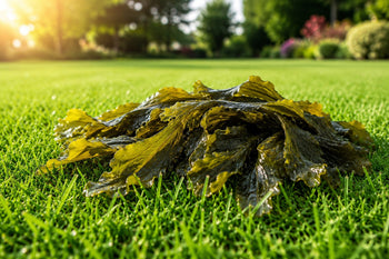 Seaweed on a lawn