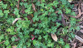 White clover