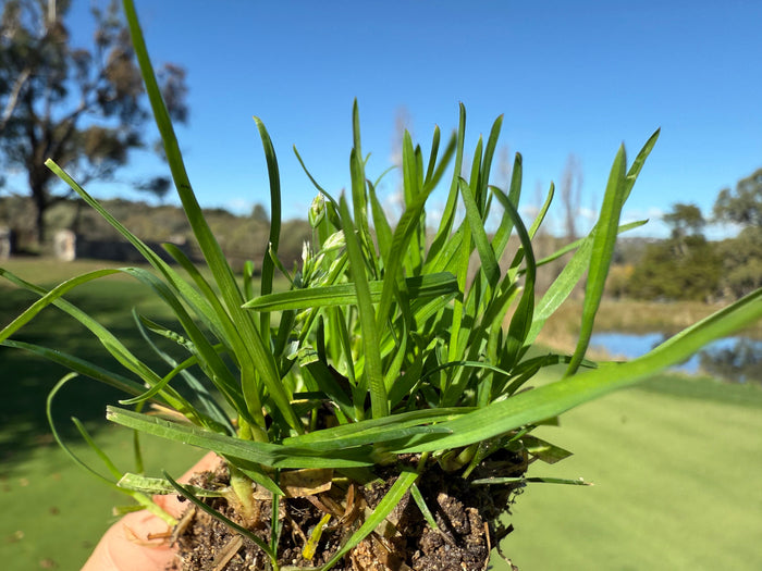 Close-up of winter grass (Poa annua) with visible seed heads held in hand