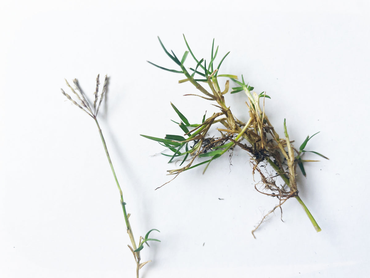 Fine Turf Roots IDENTIFY YOUR GRASS TYPE – Lawn Tips