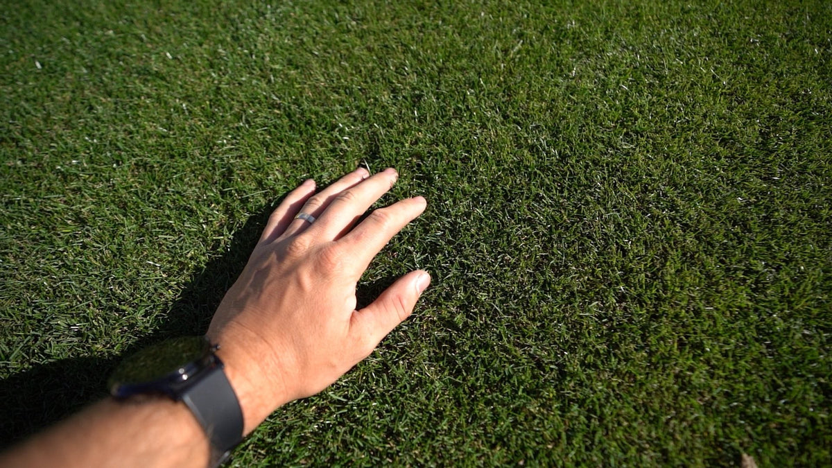 Hand on a healthy lawn — Lawn Tips soil test