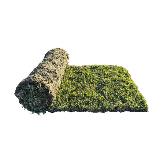 Zoysia Australis